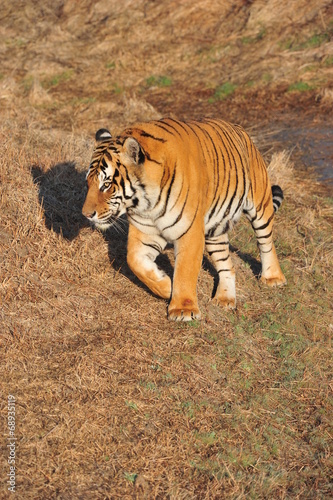 Bengal Tiger on patrol in its territory