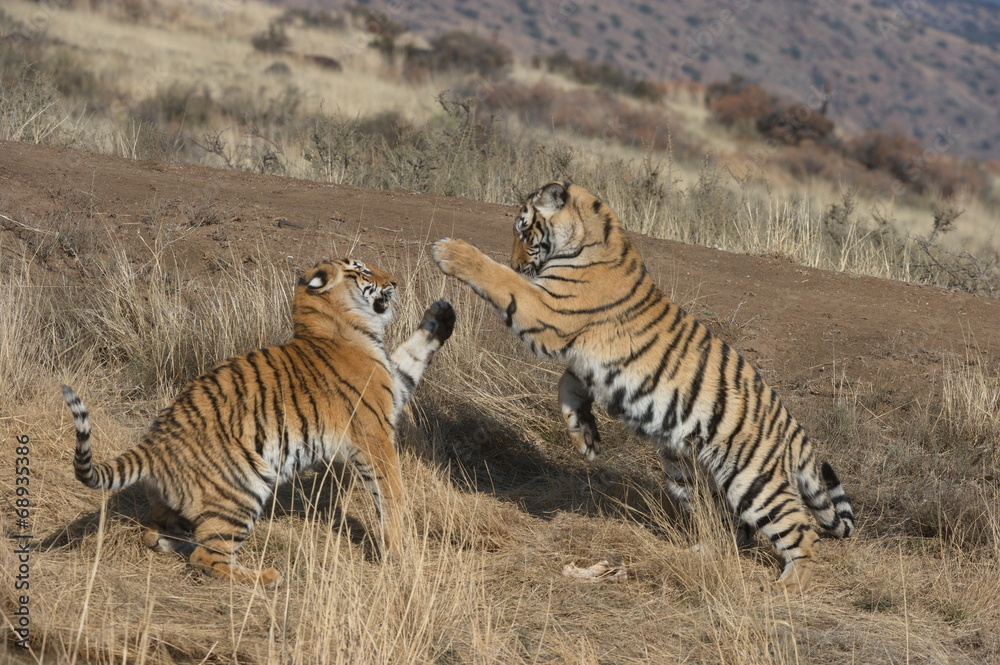 Fototapeta premium Bengal Tigers playing