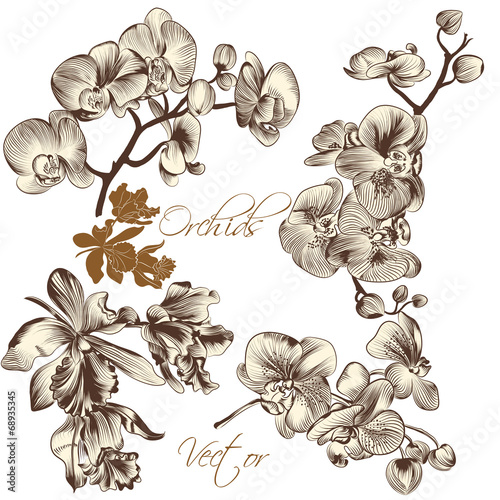 Fototapeta Naklejka Na Ścianę i Meble -  Collection of high detailed vector orchid flowers