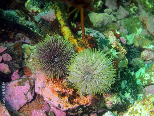 Green sea urchins, Barents sea © vodolaz