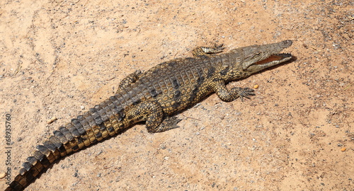 corocodile du nil