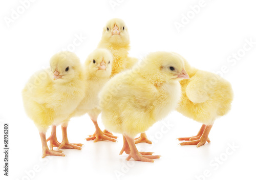 Five cute chicks isolated on white