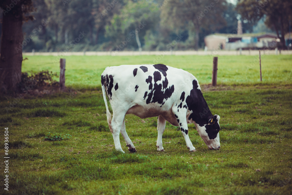 Cows on meadow with green grass. Grazing calves Cows on meadow with green grass. Grazing calves