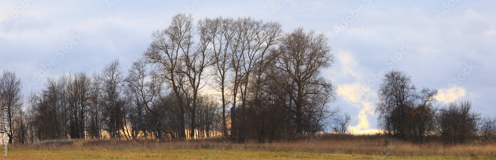autumn trees without leaves panorama view autumn trees without leaves panorama view