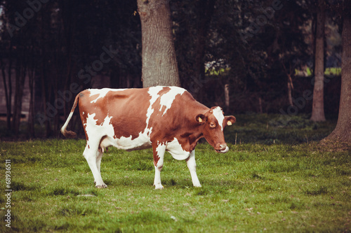 Cows on meadow with green grass. Grazing calves © EwaStudio