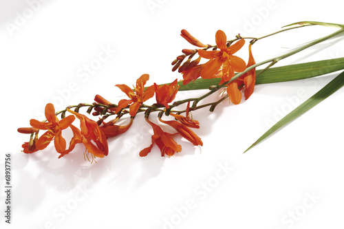 Montbretia Blumen ( Crocosmia ) photo