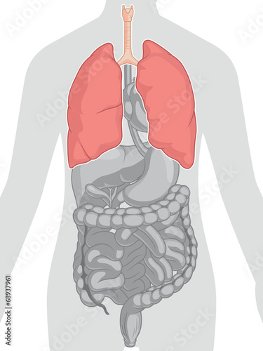 Human Body Anatomy - Lungs