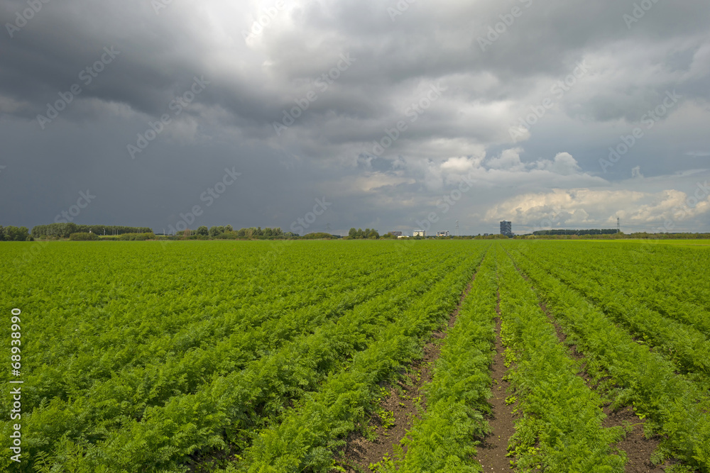 Clouds over carrots growing in a field
