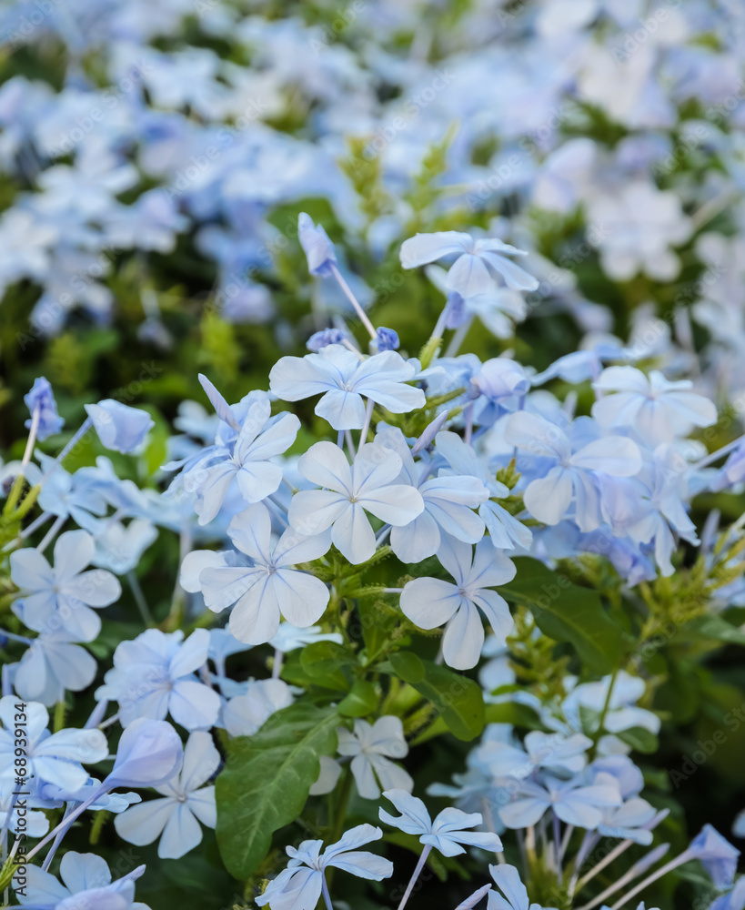 Blue plumbago flower Blue plumbago flower