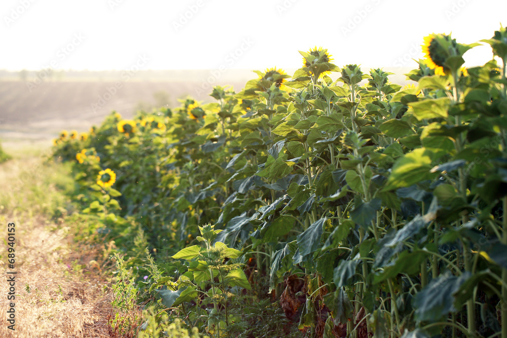 Obraz premium Beautiful sunflowers field
