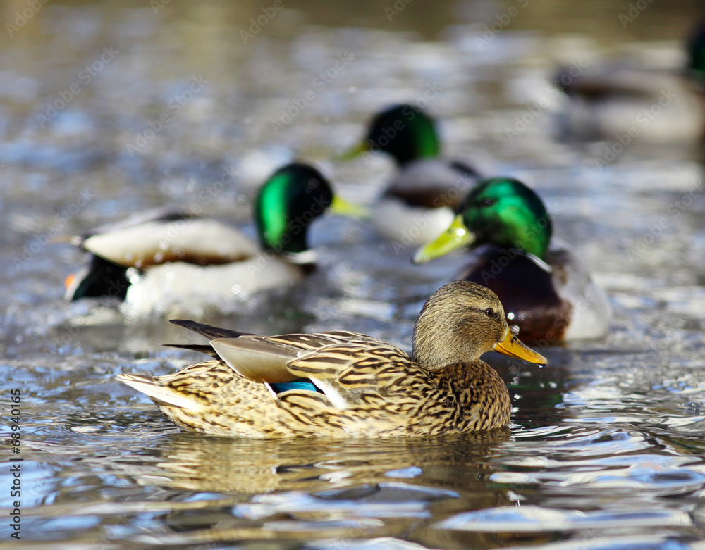 Obraz premium mallard duck on the river