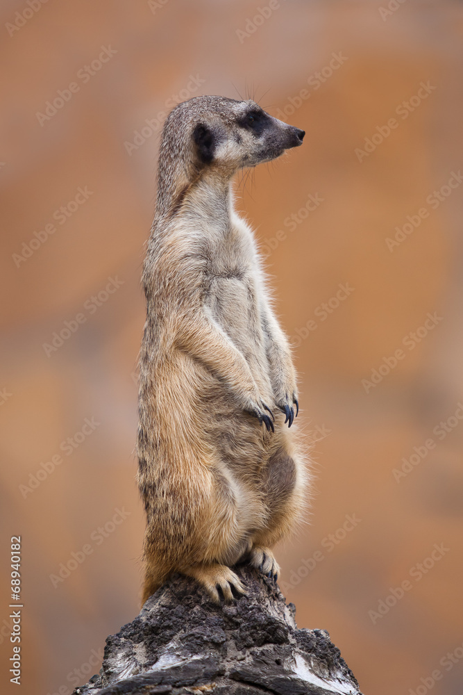 Fototapeta premium Meerkat standing closeup