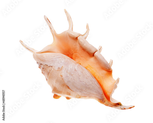 Rapana shell isolated on white background. Close-up view..