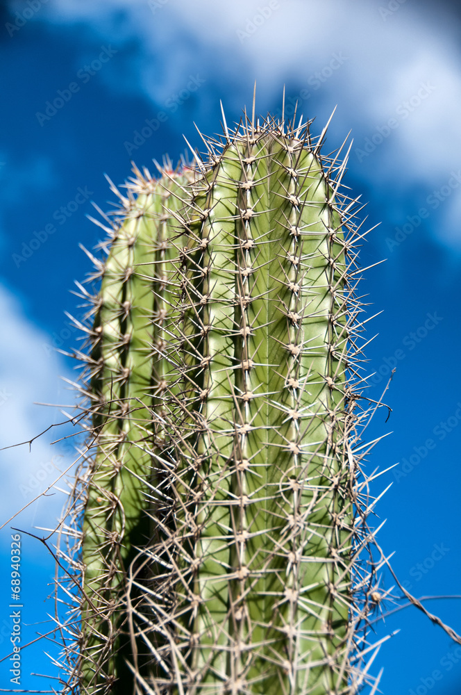 Naklejka premium Spiny cactus growing on Aruba