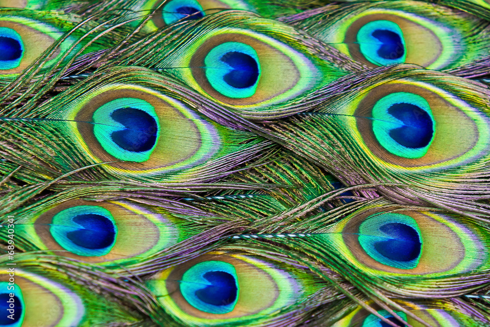 Fototapeta premium Peacock feathers in the background