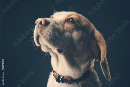 Bilde på lerret Portrait of a dog. Beagle. studio shot on dark background