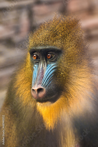 Mandrill monkey closeup © furtseff