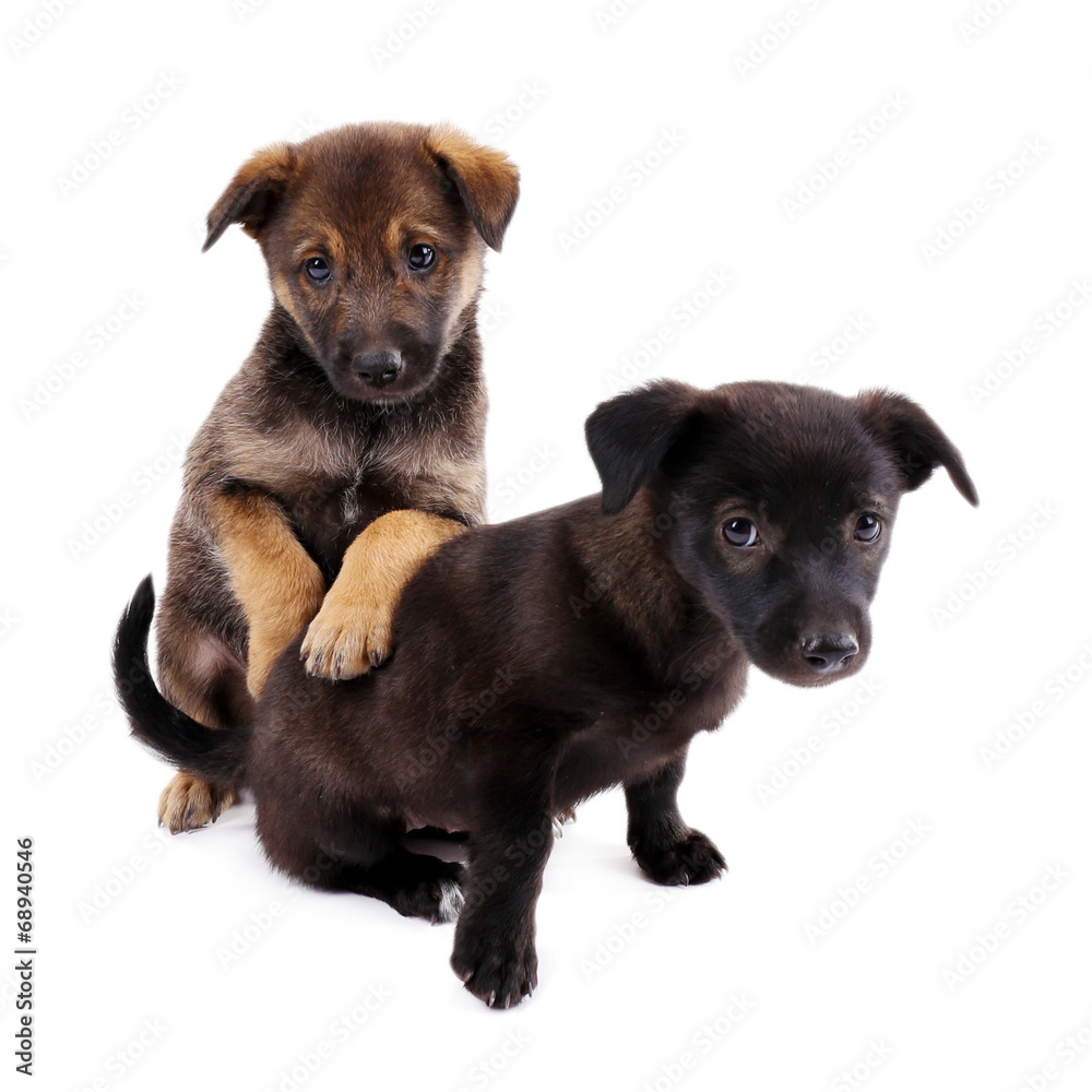 Two funny puppies isolated on white Two funny puppies isolated on white