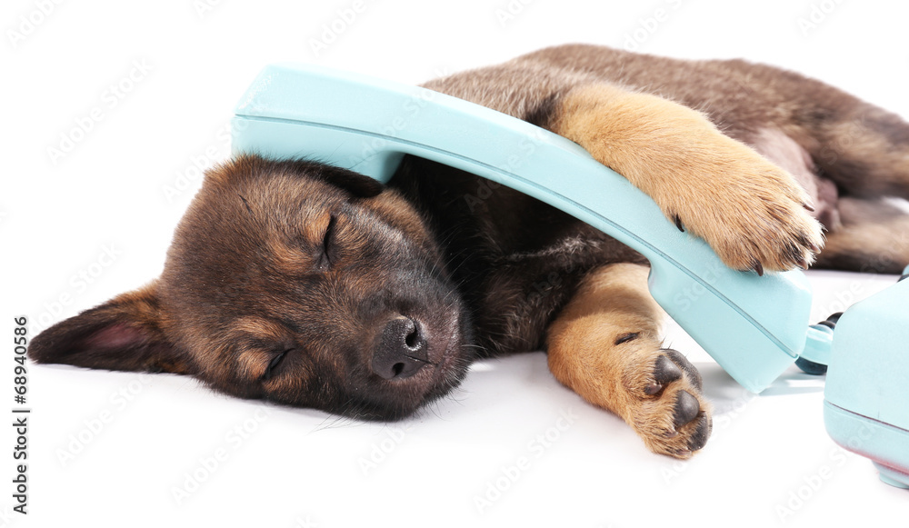 Sleeping puppy and blue phone isolated on white