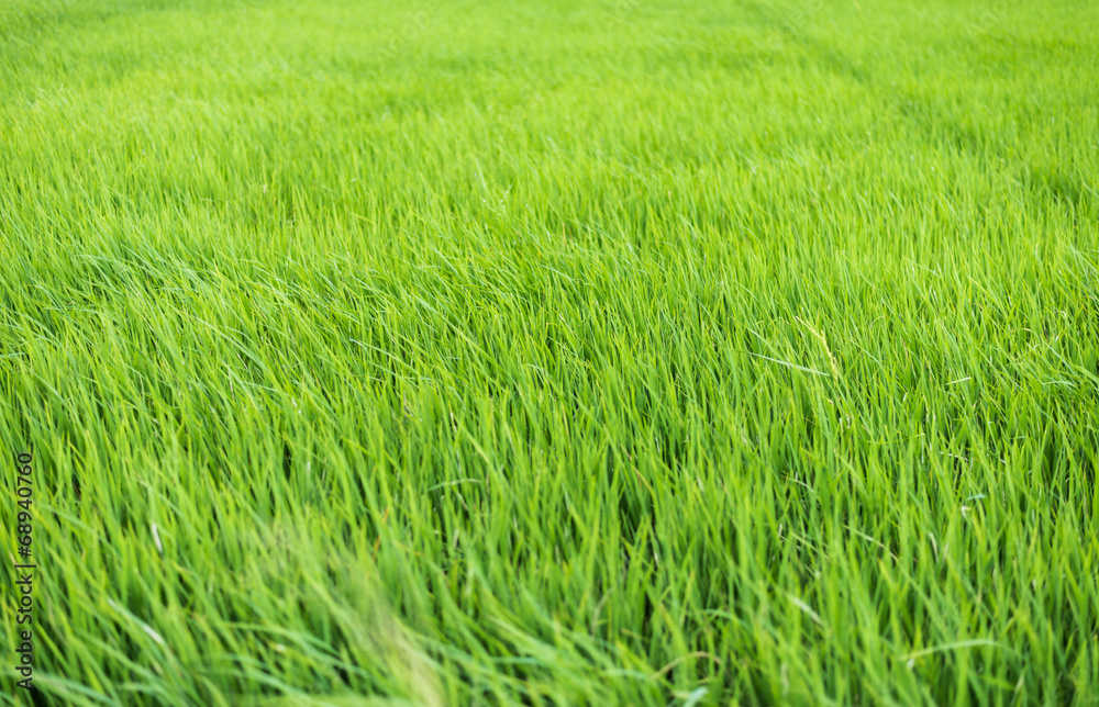rice plant in rice field rice plant in rice field