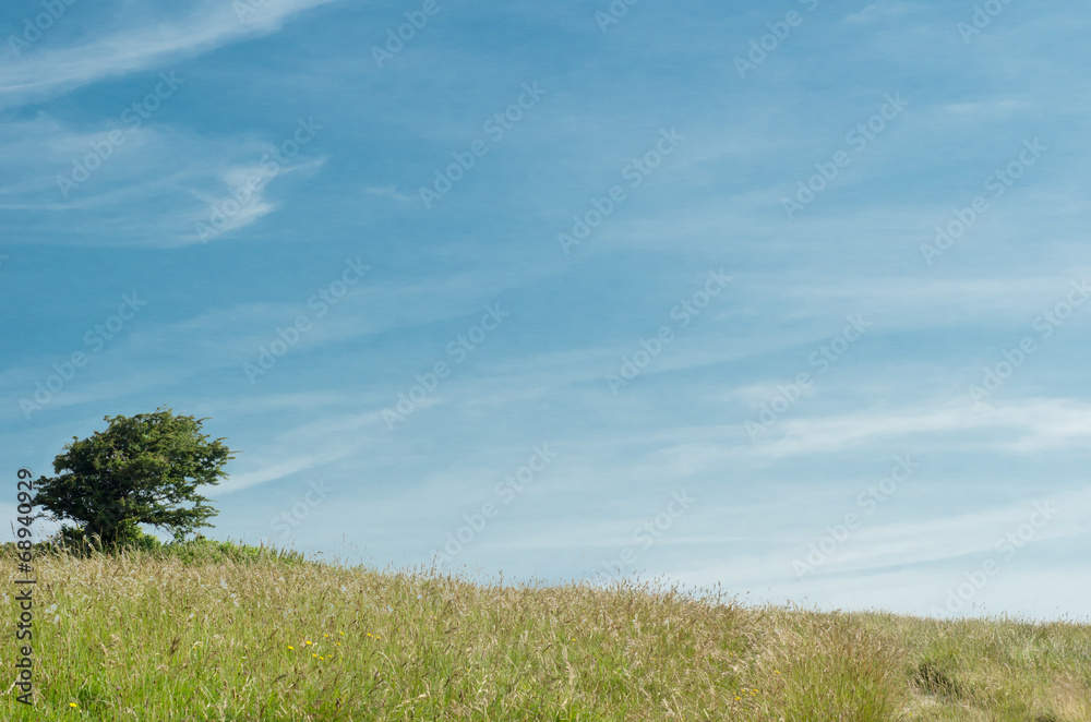 Lone Tree on Hill