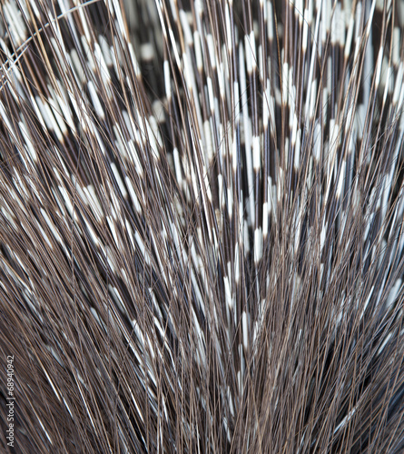Close up of porcupine spines