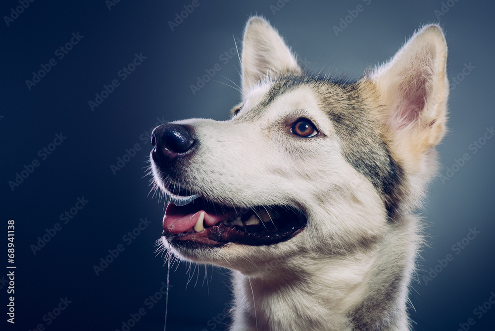 Portrait of a dog. Half Wolf, half Malamute
