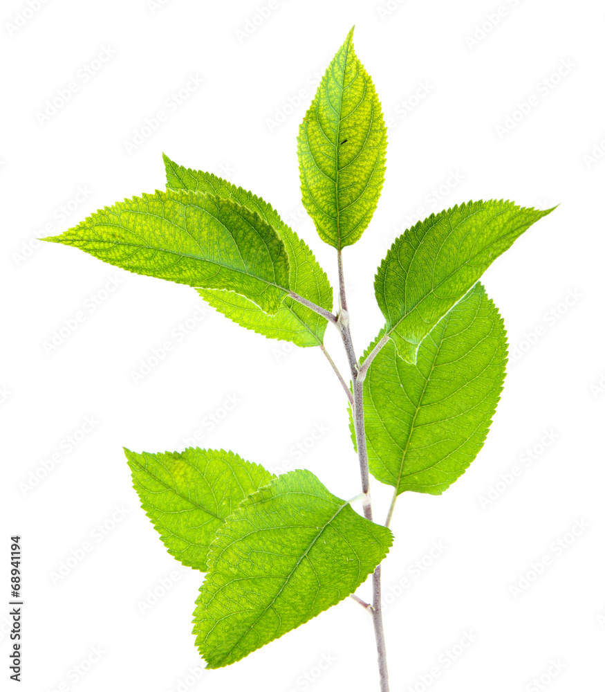 Obraz premium Cherry brunch on white background isolated