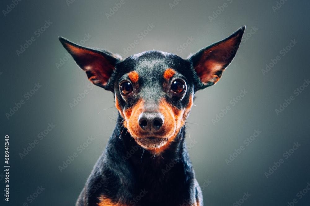 Portrait of a dog. Pinch. studio shot on dark background