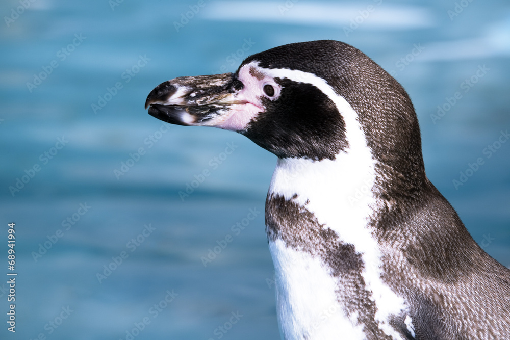 Obraz premium Deutschland, Köln, Humboldt Pinguin in zoo