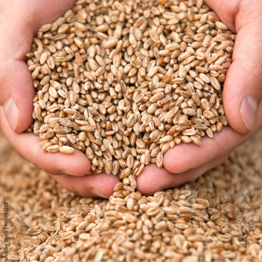 Hands with a grain of wheat closeup Hands with a grain of wheat closeup