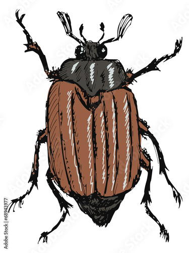 chafer