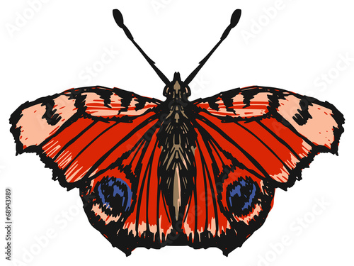 Peacock butterfly