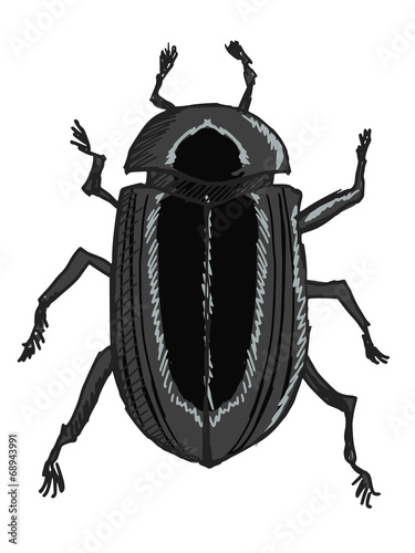 scarab beetle