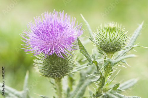 Blossoming Burdock