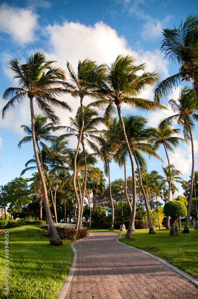 Coconut palms on a tropical island paradise