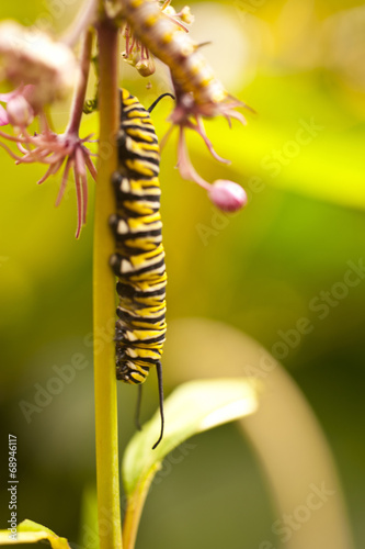 Butterfly caterpillar