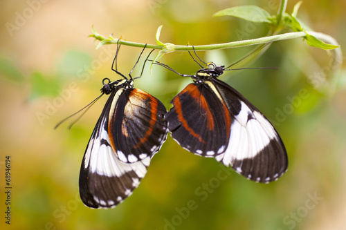 Heliconius cydno photo