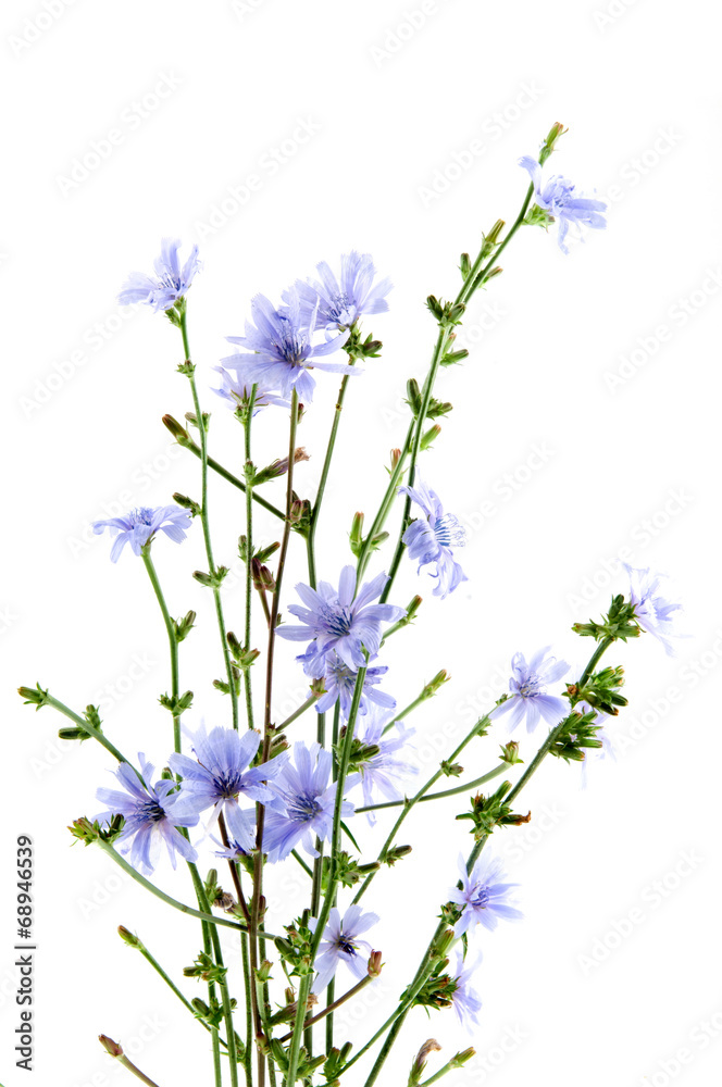 Obraz premium Cichorium intybus