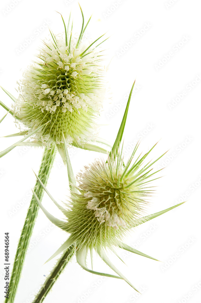 Dipsacus fullonum