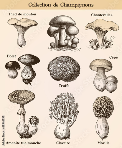 Mushroom collection with french text