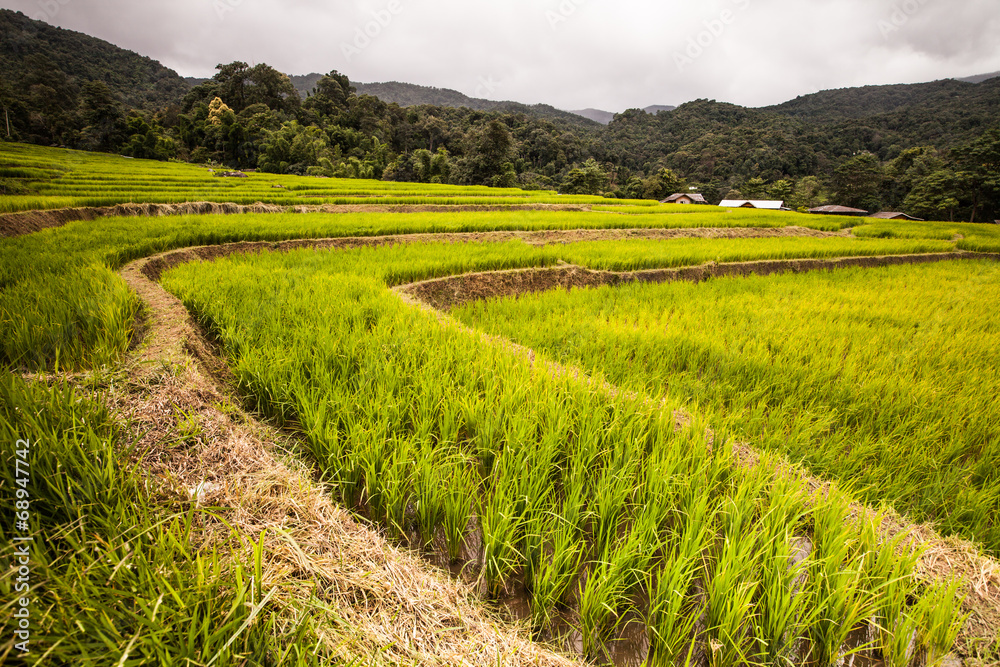 rice fields on terraced.