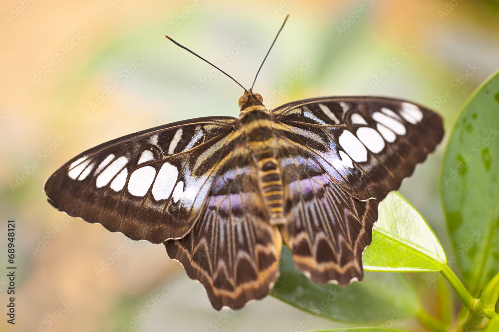 Naklejka premium Blue Clipper Parthenos sylvia lilacinus