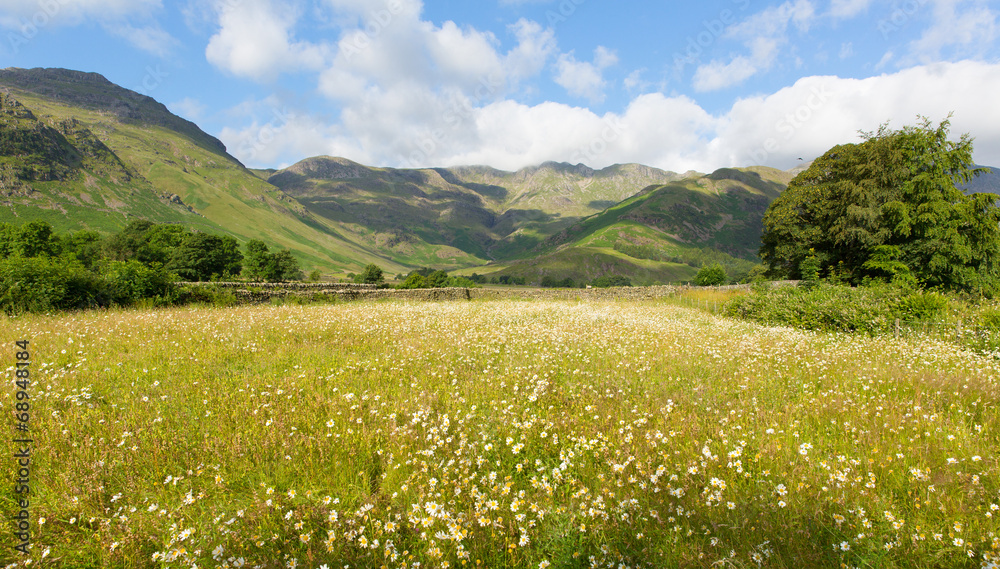 Daisy field mountains & blue sky Langdale Valley Lake District