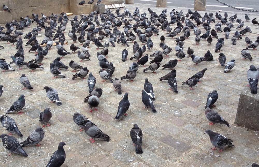 Fototapeta premium Pigeons parisiens
