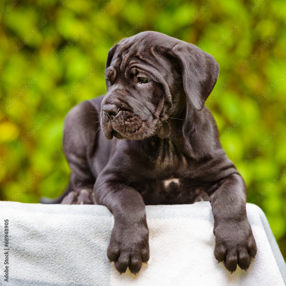 beautiful italian mastiff puppy