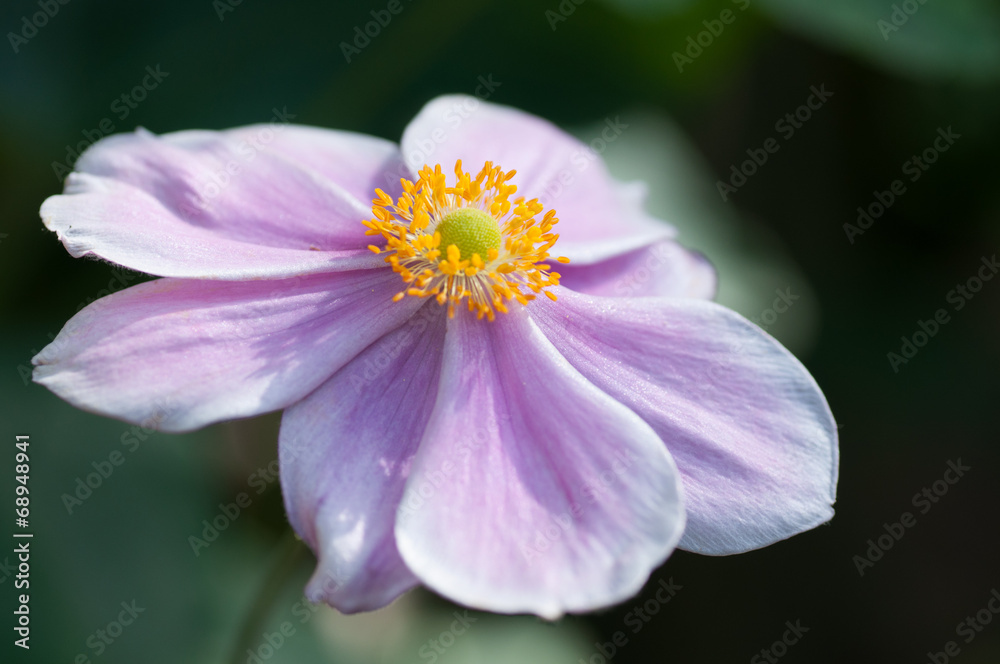 Closeup of the Anemone hupehensis flower Closeup of the Anemone hupehensis flower