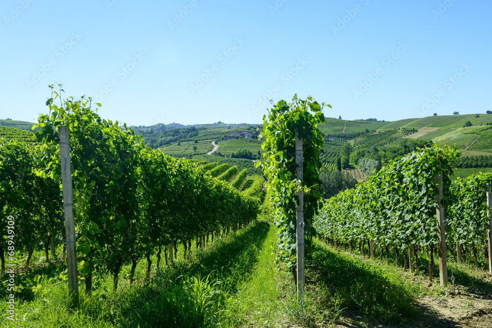 Summer landscape in Langhe (Italy)