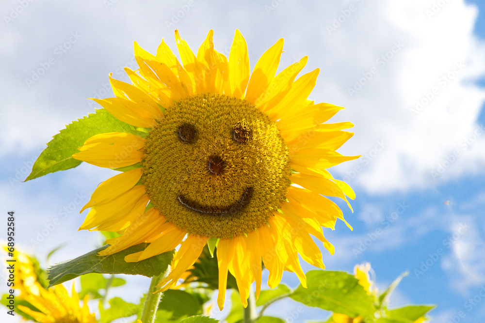 Naklejka premium Sunflower face