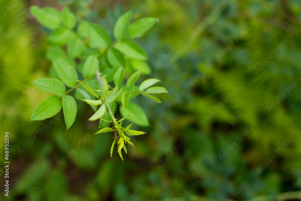 rose bush without flower, lice on leaves - top view rose bush without flower, lice on leaves - top view